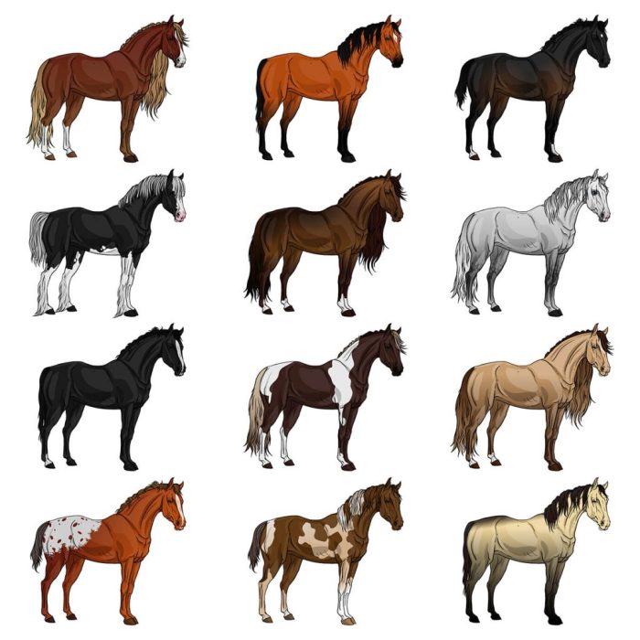 Top ten breeds of horses