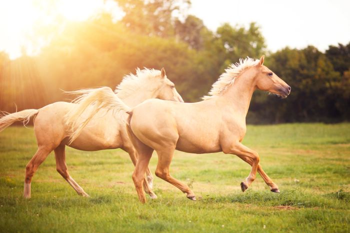 Top ten breeds of horses