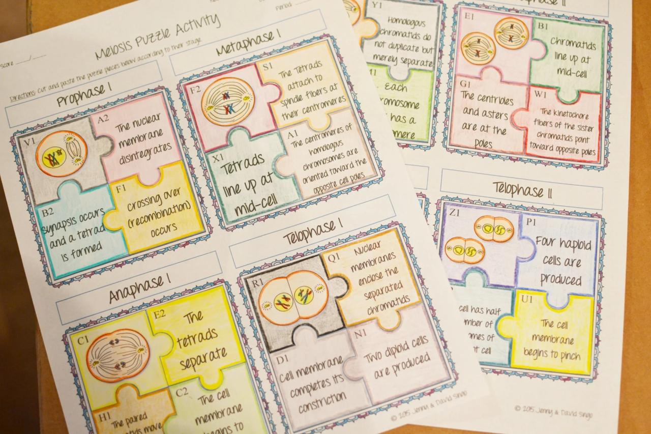 Mitosis puzzle activity answer key