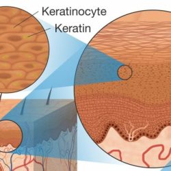 Match the following epidermal cell type with its function: keratinocytes.