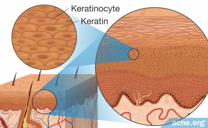 Match the following epidermal cell type with its function: keratinocytes.