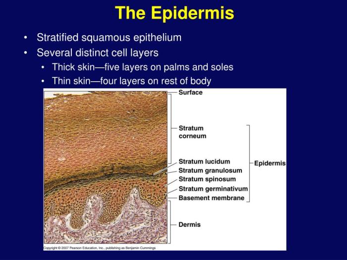 Assessing stratum corneum epidermis lecithin liposomes yolk granulosum lucidum spinosum basale consists