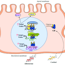 Gr glucocorticoid receptor etx adrenal fig9 ch6 figure endotext other chromatin