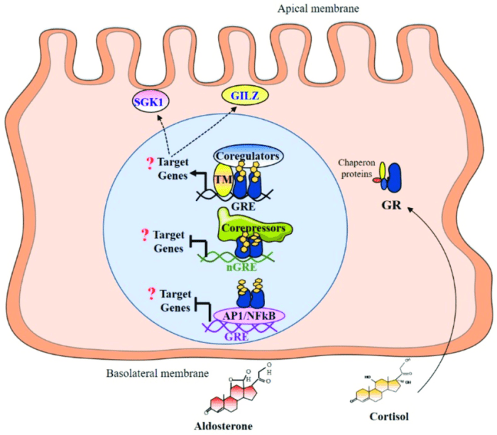 Gr glucocorticoid receptor etx adrenal fig9 ch6 figure endotext other chromatin