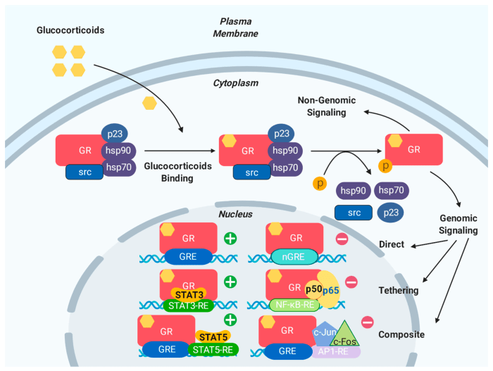 Glucocorticoid response elements function as enhancers.