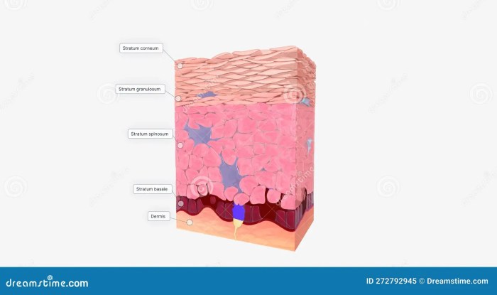 Match the following epidermal cell type with its function: keratinocytes.