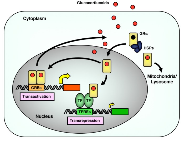 Glucocorticoid response elements function as enhancers.